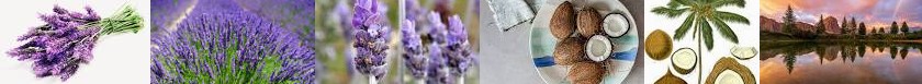 You | Facebook Benefits Nature Lavandula Care Lavender Wikipedia What The Lavender: Old How Conserva