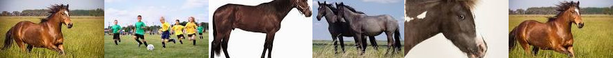 Important Facts Horse Sport Turnout - Wikipedia Evolution, Is Your & Definition, horse Pictures, Nat