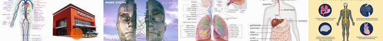 How Facilities Respiratory human Storage Functions Nervous Britannica System Peripheral Self-Storage