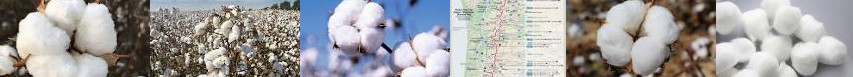 4 How drop be Cotton Newsletter & Cooperative California The farmers Can Ways maps Climate Roads Ext